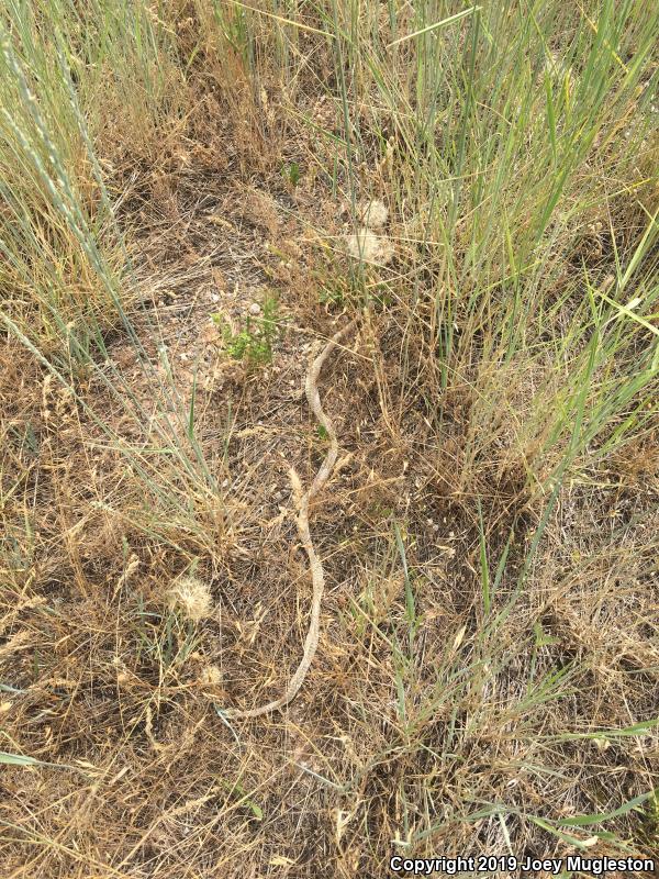 Western Yellow-bellied Racer (Coluber constrictor mormon)