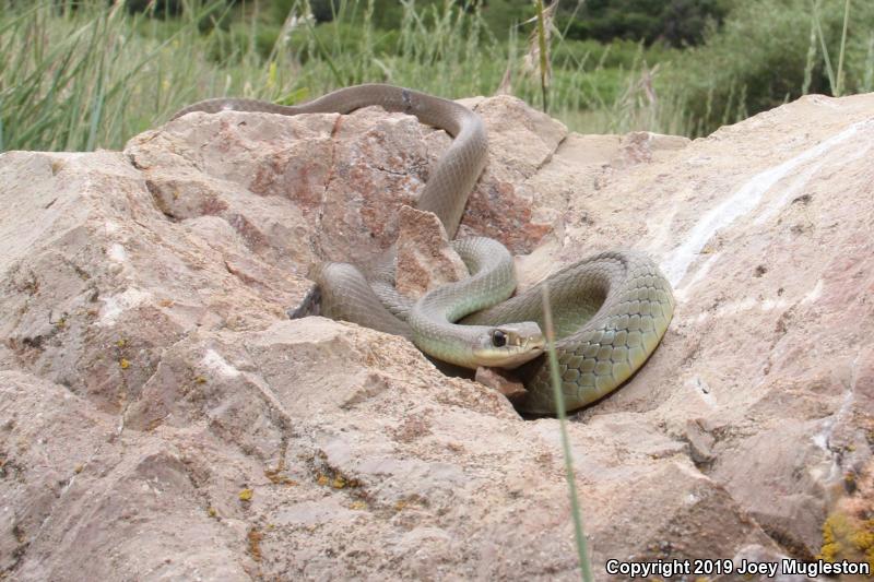 Western Yellow-bellied Racer (Coluber constrictor mormon)