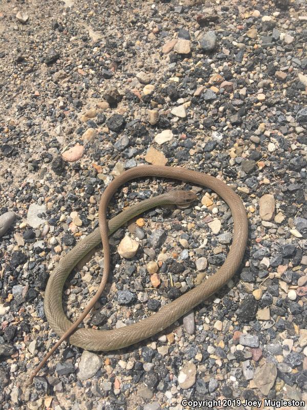 Western Yellow-bellied Racer (Coluber constrictor mormon)