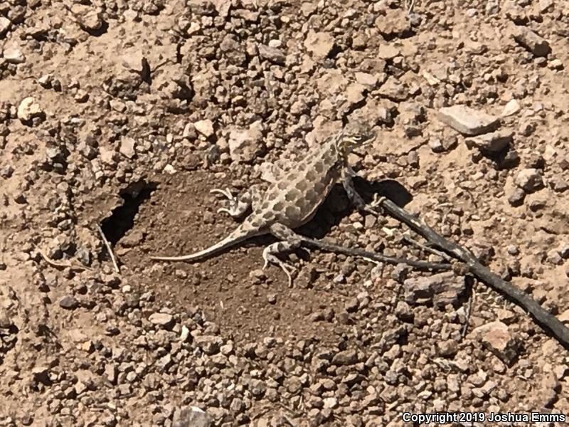 Speckled Earless Lizard (Holbrookia maculata approximans)