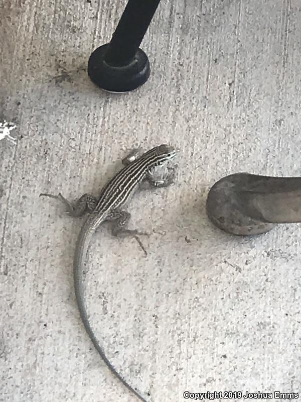 New Mexico Whiptail (Aspidoscelis neomexicana)