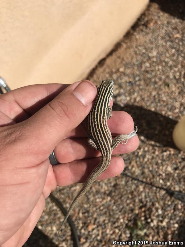 New Mexico Whiptail (Aspidoscelis neomexicana)