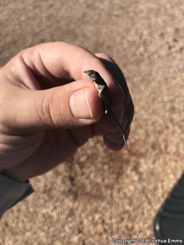 Southwestern Fence Lizard (Sceloporus cowlesi)