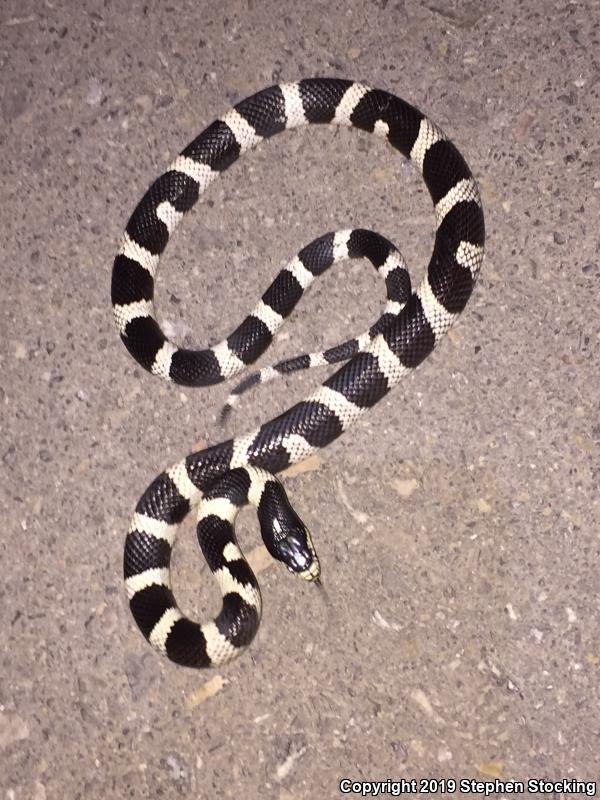 California Kingsnake (Lampropeltis getula californiae)