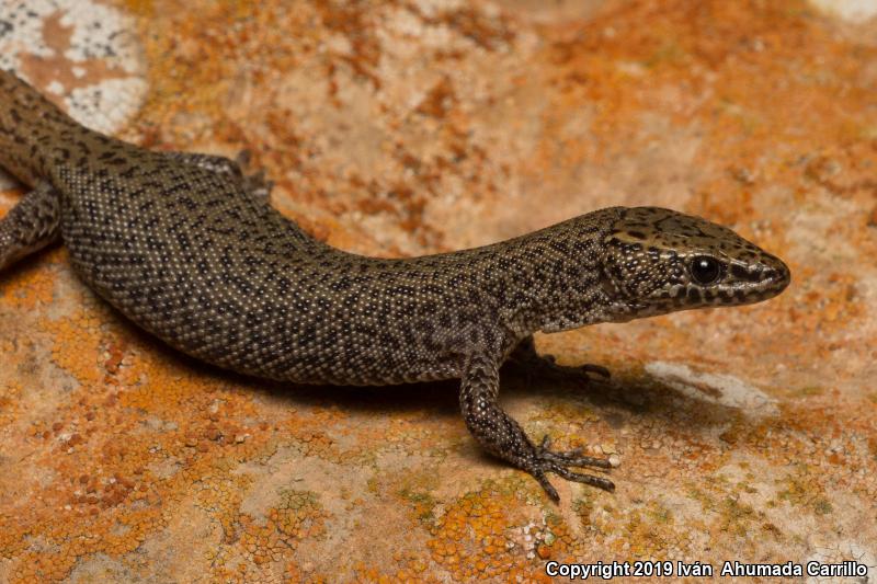 Sanchez's Night Lizard (Xantusia sanchezi)