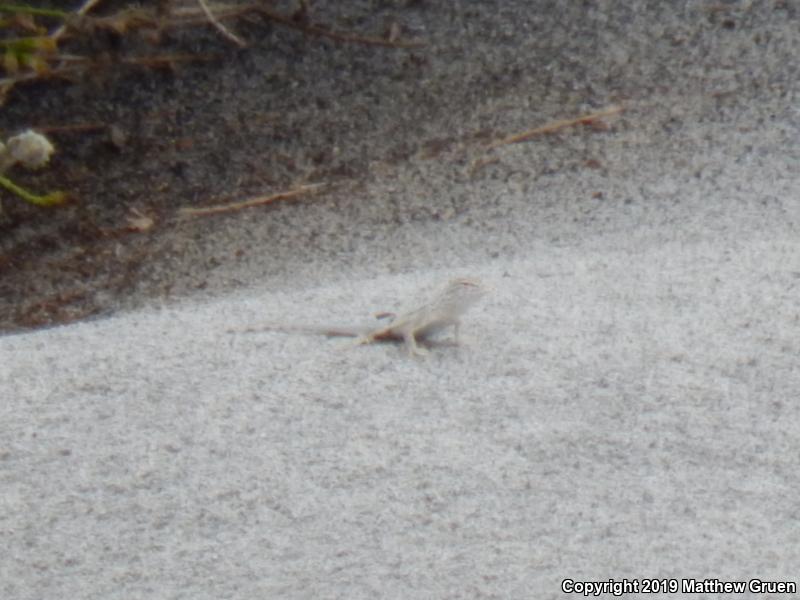 Coachella Valley Fringe-toed Lizard (Uma inornata)