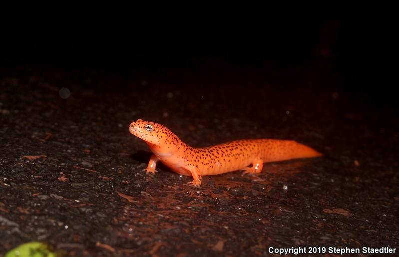 Northern Red Salamander (Pseudotriton ruber ruber)