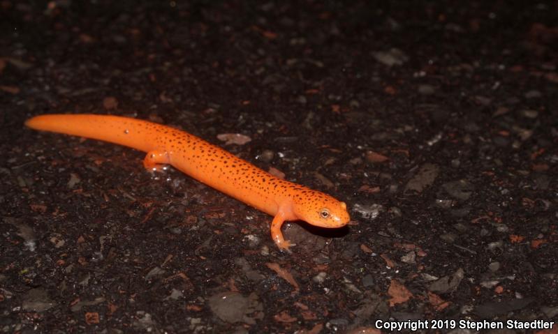 Northern Red Salamander (Pseudotriton ruber ruber)