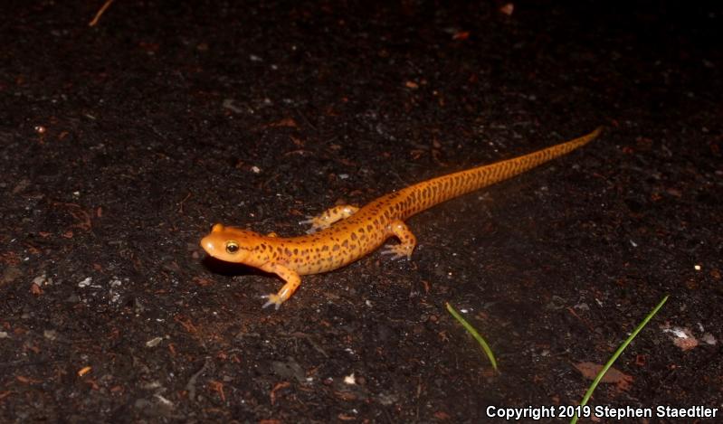 Long-tailed Salamander (Eurycea longicauda longicauda)