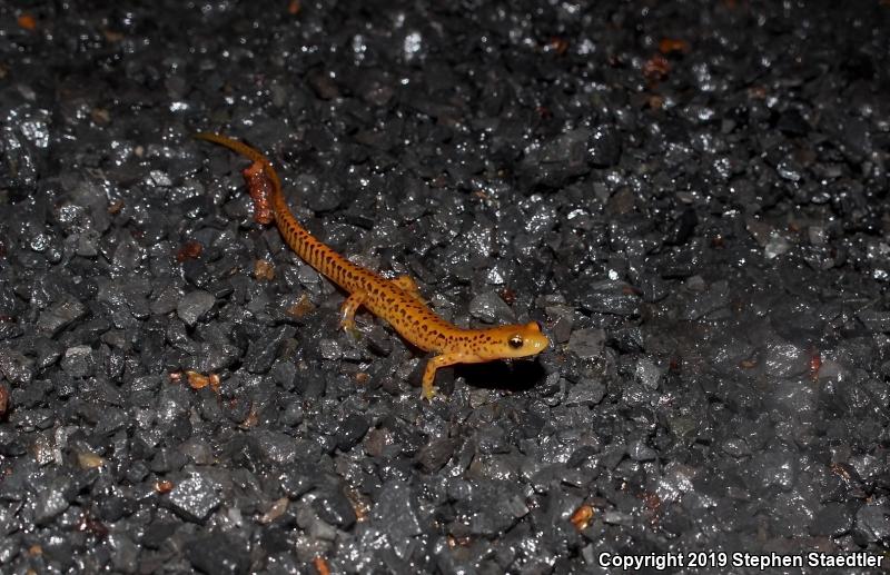 Long-tailed Salamander (Eurycea longicauda longicauda)