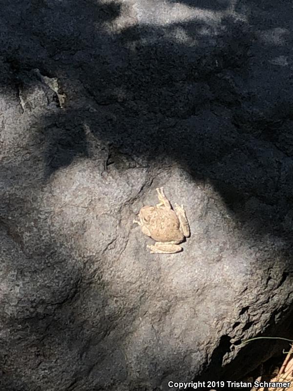 Canyon Treefrog (Hyla arenicolor)