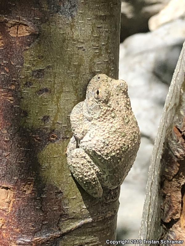 Canyon Treefrog (Hyla arenicolor)