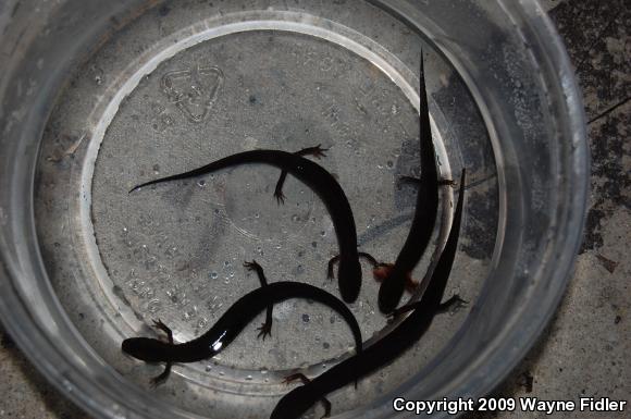 Many-lined Salamander (Stereochilus marginatus)