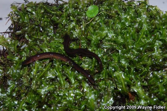 Many-lined Salamander (Stereochilus marginatus)