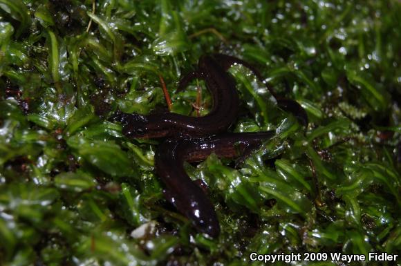 Many-lined Salamander (Stereochilus marginatus)