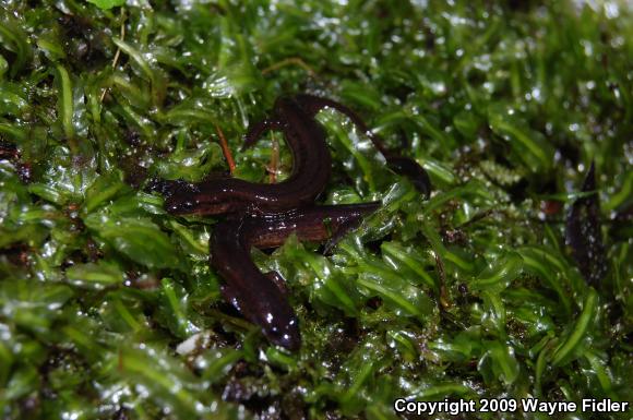 Many-lined Salamander (Stereochilus marginatus)