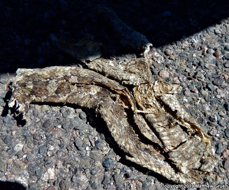 Chihuahuan Hook-nosed Snake (Gyalopion canum)