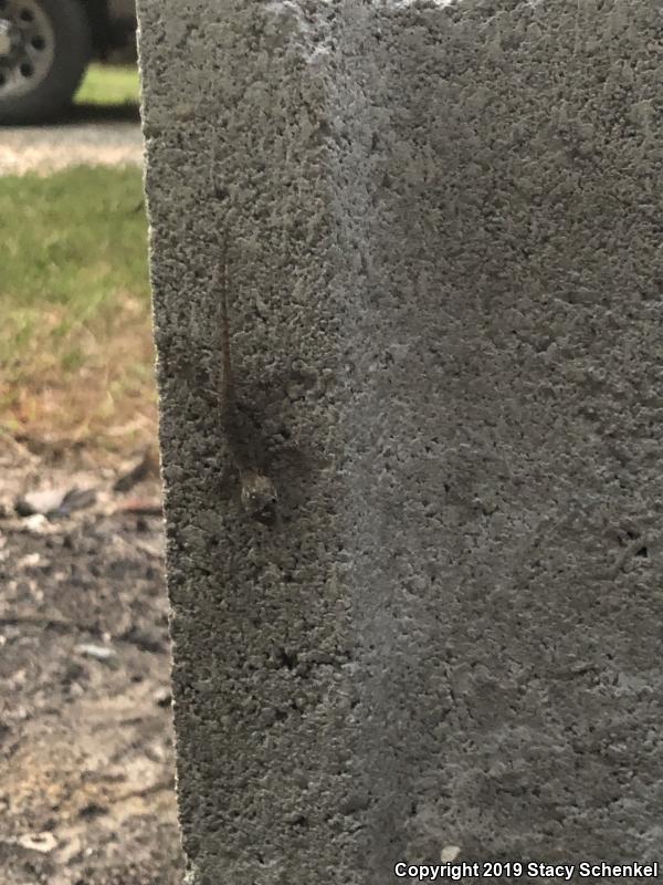 Eastern Fence Lizard (Sceloporus undulatus)