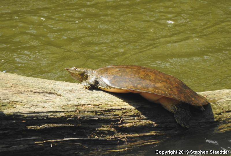 Eastern Spiny Softshell (Apalone spinifera spinifera)