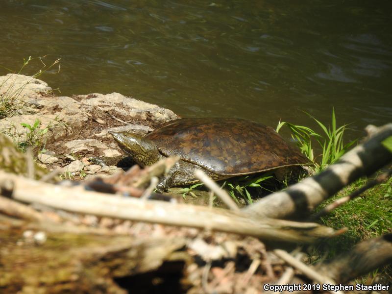 Eastern Spiny Softshell (Apalone spinifera spinifera)