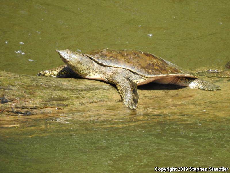 Eastern Spiny Softshell (Apalone spinifera spinifera)