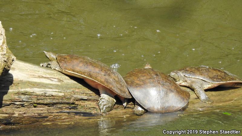 Eastern Spiny Softshell (Apalone spinifera spinifera)