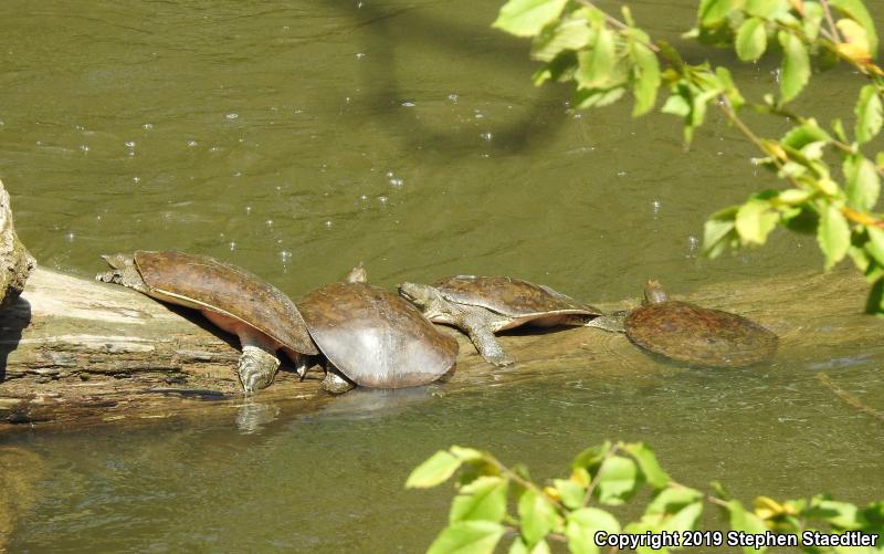 Eastern Spiny Softshell (Apalone spinifera spinifera)