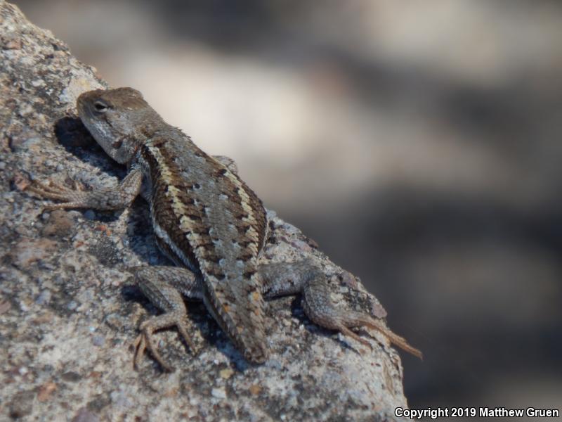 Striped Plateau Lizard (Sceloporus virgatus)