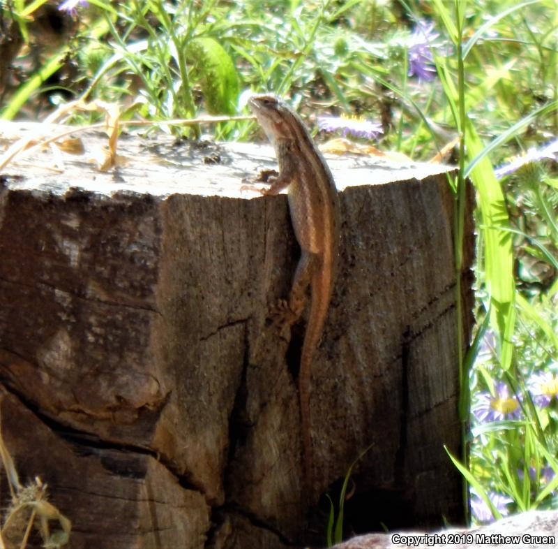 Slevin's Bunchgrass Lizard (Sceloporus slevini)