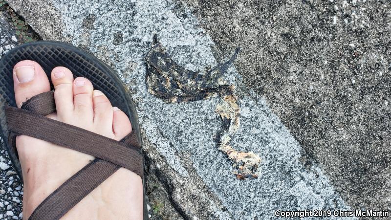 Broad-banded Watersnake (Nerodia fasciata confluens)