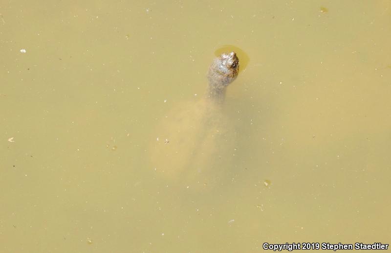 Eastern Snapping Turtle (Chelydra serpentina serpentina)