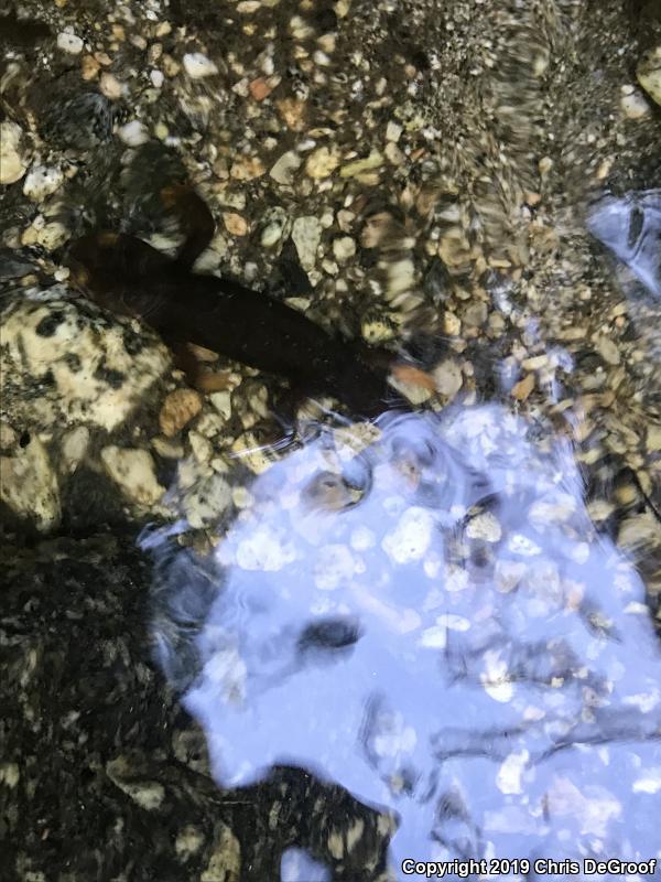 California Newt (Taricha torosa)