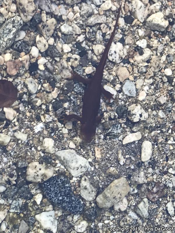 California Newt (Taricha torosa)