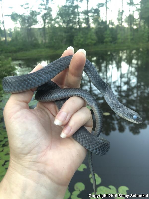 North American Racer (Coluber constrictor)