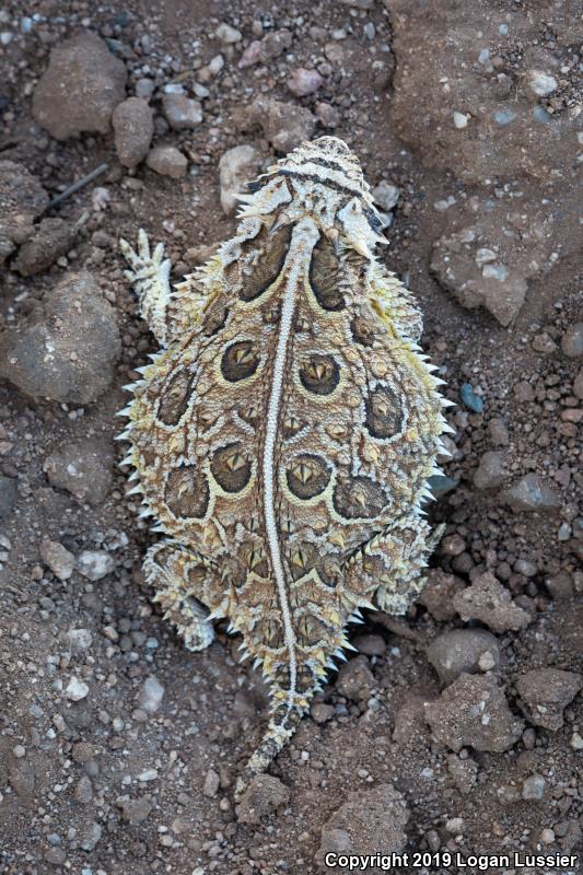 Texas Horned Lizard (Phrynosoma cornutum)