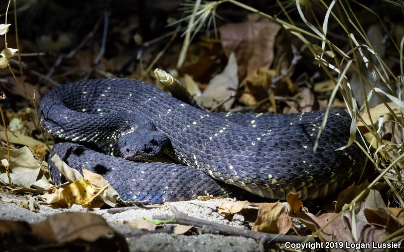 Arizona Black Rattlesnake (Crotalus cerberus)