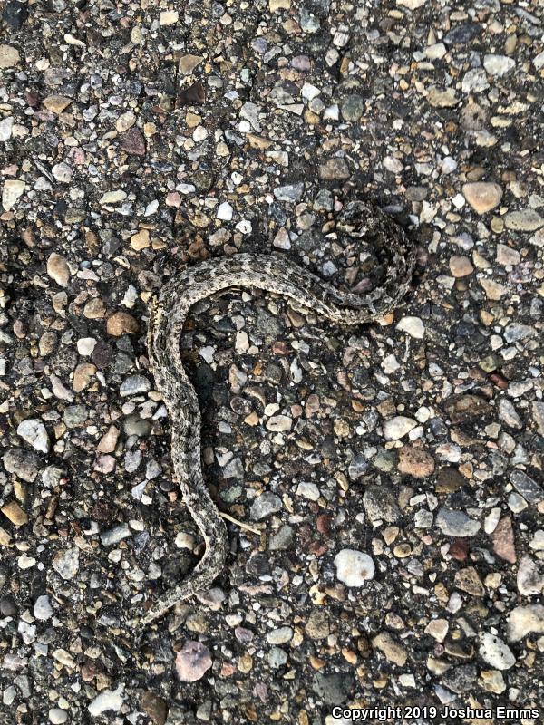 Desert Massasauga (Sistrurus catenatus edwardsii)