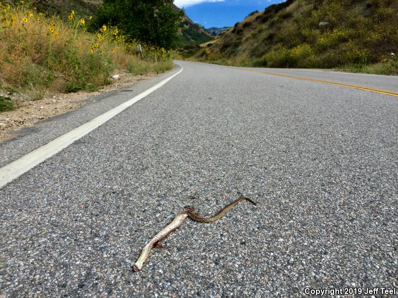 San Diego Gopher Snake (Pituophis catenifer annectens)