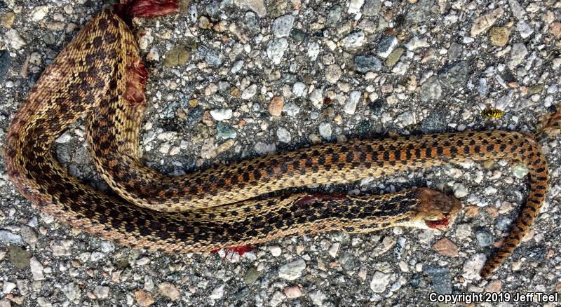 San Diego Gopher Snake (Pituophis catenifer annectens)