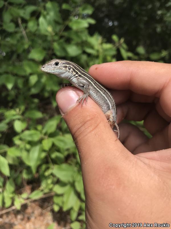 Six-lined Racerunner (Aspidoscelis sexlineata sexlineata)