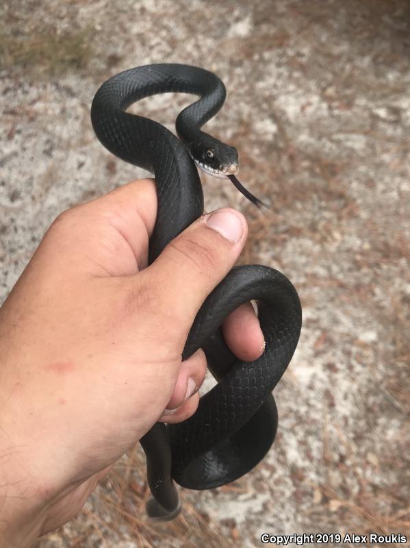 Southern Black Racer (Coluber constrictor priapus)