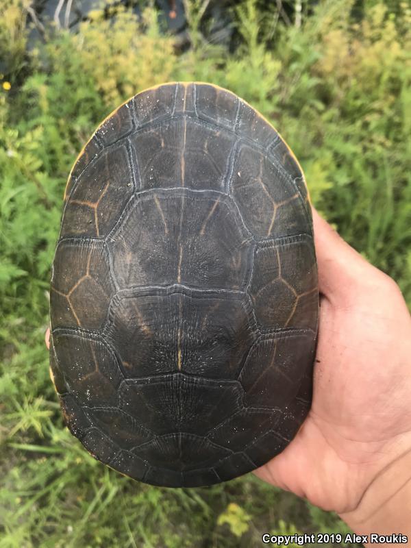 Florida Chicken Turtle (Deirochelys reticularia chrysea)