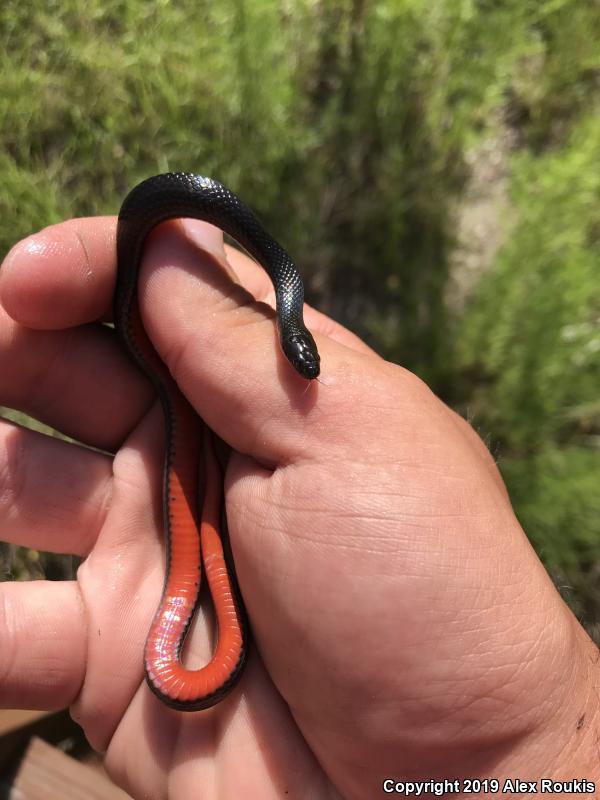 North Florida Swampsnake (Seminatrix pygaea pygaea)