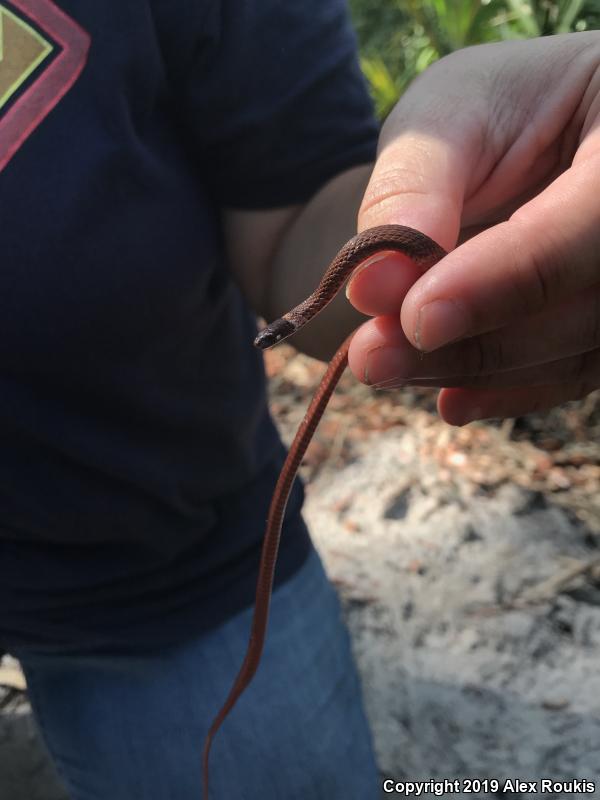 Florida Red-bellied Snake (Storeria occipitomaculata obscura)