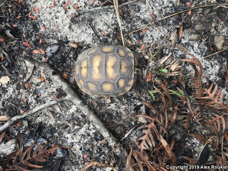 Gopher Tortoise (Gopherus polyphemus)