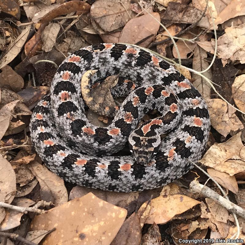 Dusky Pigmy Rattlesnake (Sistrurus miliarius barbouri)