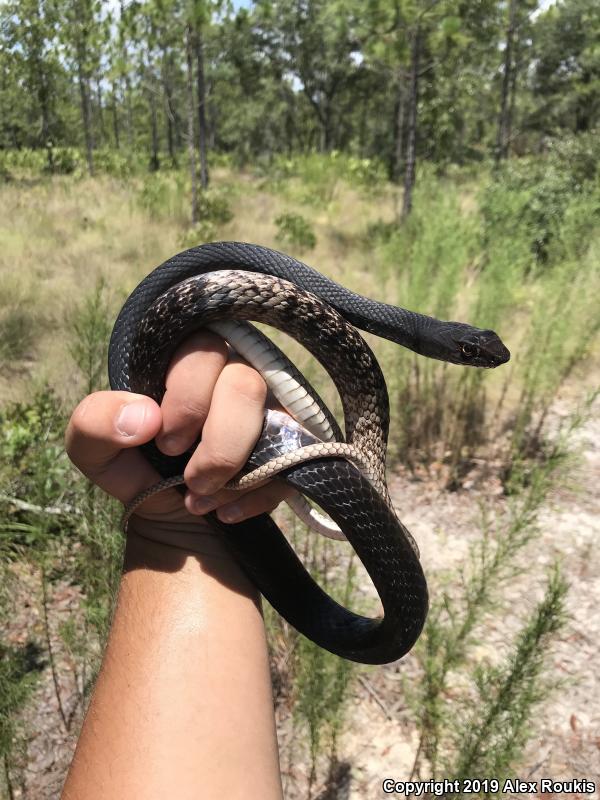 Eastern Coachwhip (Coluber flagellum flagellum)