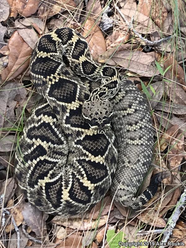 Eastern Diamond-backed Rattlesnake (Crotalus adamanteus)