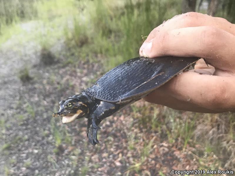 Florida Softshell (Apalone ferox)