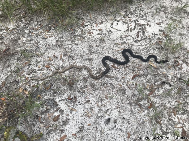 Eastern Coachwhip (Coluber flagellum flagellum)